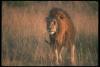 lions_0076_hires_t1.jpg