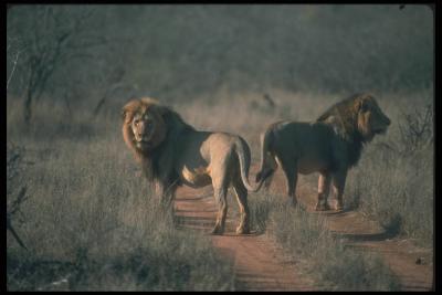 lions_0077_hires.jpg