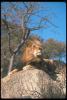 lions_0078_hires_t1.jpg