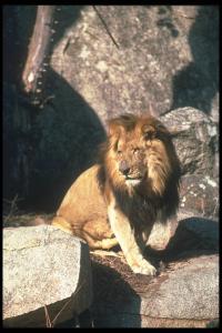 lions_0079_hires.jpg