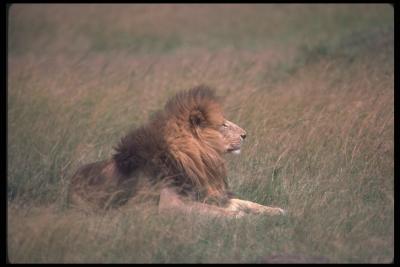 lions_0080_hires.jpg