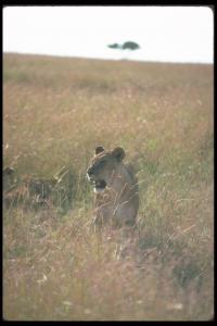 lions_0081_hires.jpg