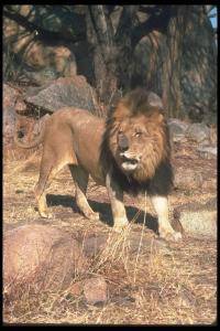 lions_0084_hires.jpg