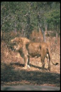 lions_0085_hires.jpg