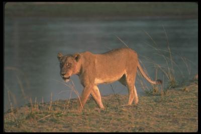 lions_0086_hires.jpg