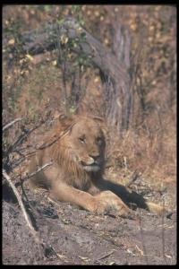 lions_0087_hires.jpg