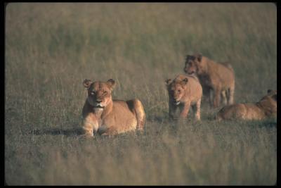 lions_0089_hires.jpg