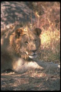 lions_0090_hires.jpg