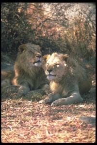 lions_0091_hires.jpg