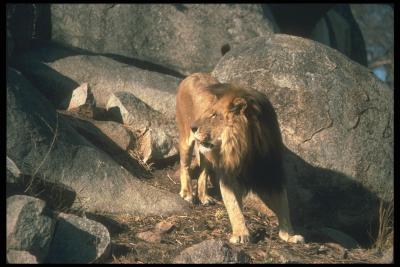 lions_0092_hires.jpg