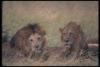 lions_0093_hires_t1.jpg