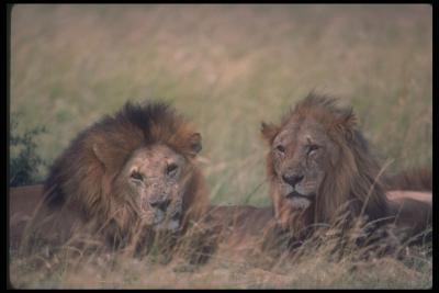 lions_0093_hires.jpg