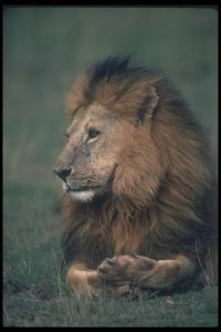 lions_0094_hires.jpg