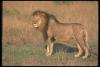 lions_0096_hires_t1.jpg