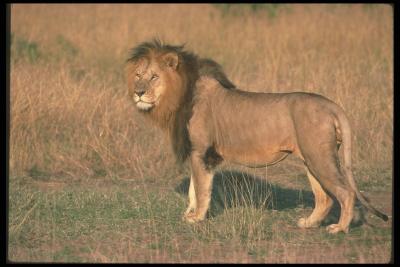 lions_0096_hires.jpg