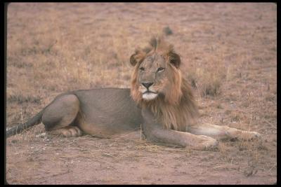 lions_0098_hires.jpg