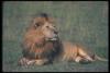 lions_0100_hires_t1.jpg