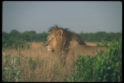 lions_0105_hires.jpg