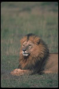 lions_0106_hires.jpg