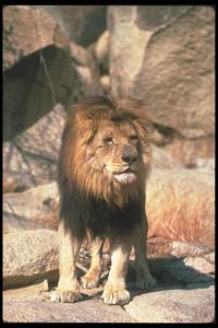 lions_0124_hires.jpg