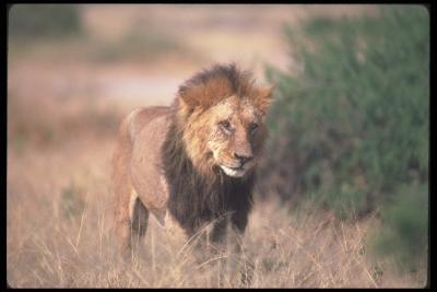 lions_0128_hires.jpg