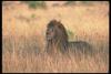 lions_0129_hires_t1.jpg