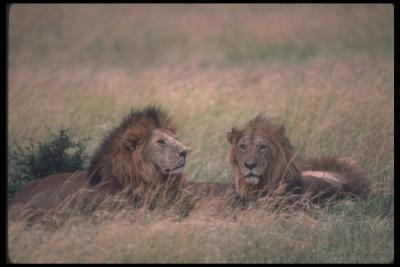 lions_0131_hires.jpg