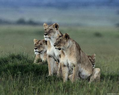 lions_0135_hires.jpg