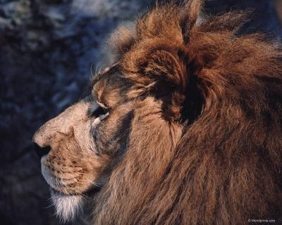 lions_0137_hires.jpg