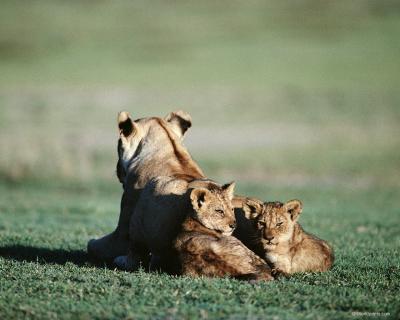 lions_0142_hires.jpg