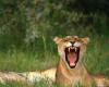 lions_0150_hires_t1.jpg