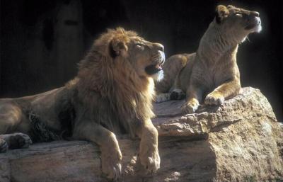 lions_0152_medres.jpg