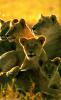 lions_0156_medres_t1.jpg