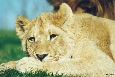 lions_0160_medres.jpg