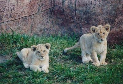 lions_0165_medres.jpg