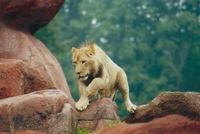 lions_0169_medres.jpg