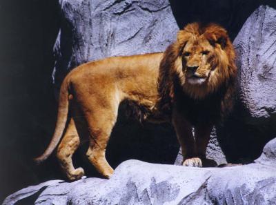 lions_0171_medres.jpg