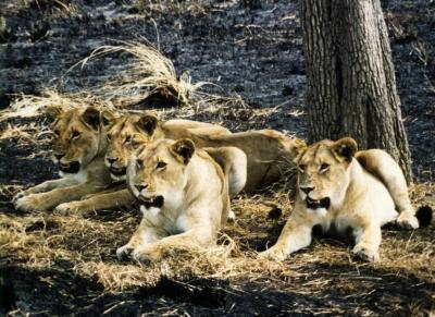 lions_0175_medres.jpg