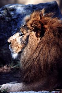 lions_0177_medres.jpg