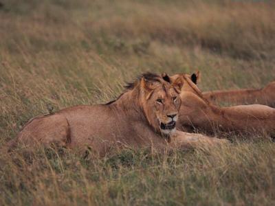 lions_0183_medres.jpg