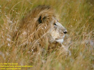 lions_0185_medres.jpg