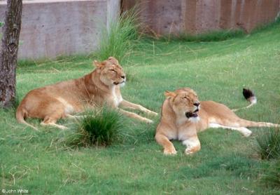 lions_0190_medres.jpg