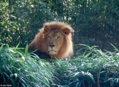 lions_0193_medres.jpg