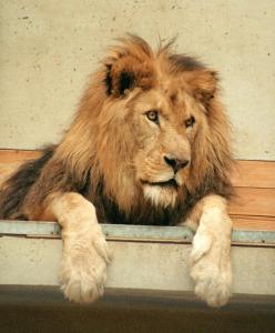 lions_0194_medres.jpg