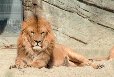 lions_0195_medres.jpg