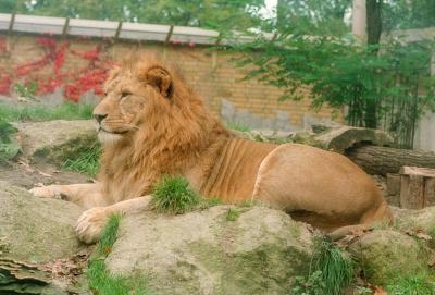 lions_0196_medres.jpg