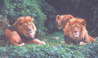 lions_0198_medres.jpg