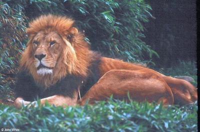 lions_0199_medres.jpg