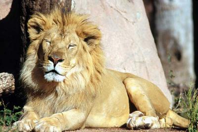 lions_0204_medres.jpg