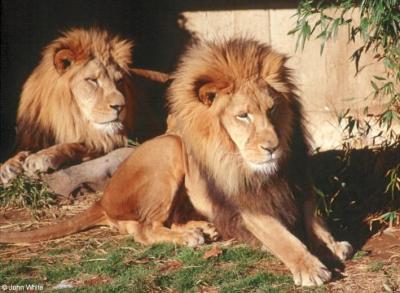 lions_0205_medres.jpg